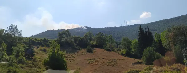 Samsun Bafra'da korkutan orman yangını - 2