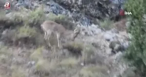 Ahır Dağı’nda ala geyik sürüsü görüntülendi