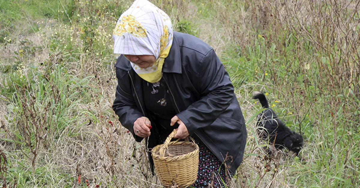 Son dakika: Ektiklerini toplarken dehşete düştü! Yılana ve cadıya benzeyen...