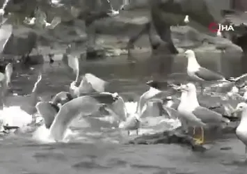Van Gölü'nde martıların inci kefali avı