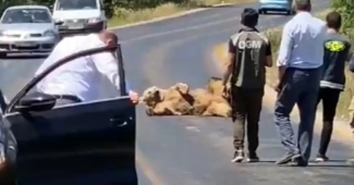 Bozayıya araba çarptı! Yola uzanıp böyle izledi