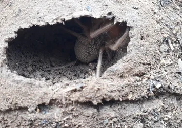 Kabus geri döndü! Sivaslılar tedirgin...