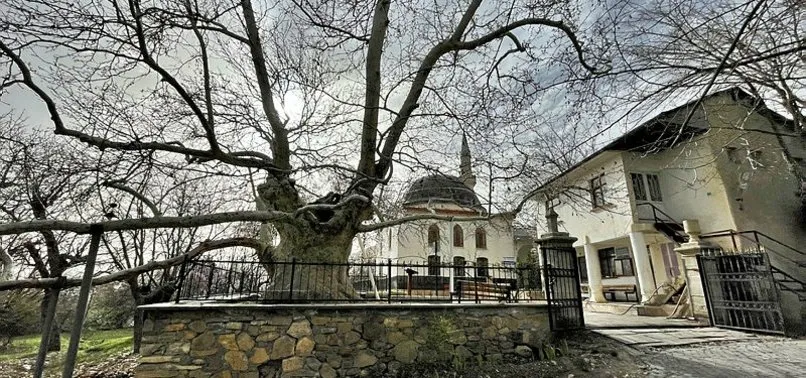 Elazığ’ın 394 yıllık Doğu Çınarı özenle korunuyor