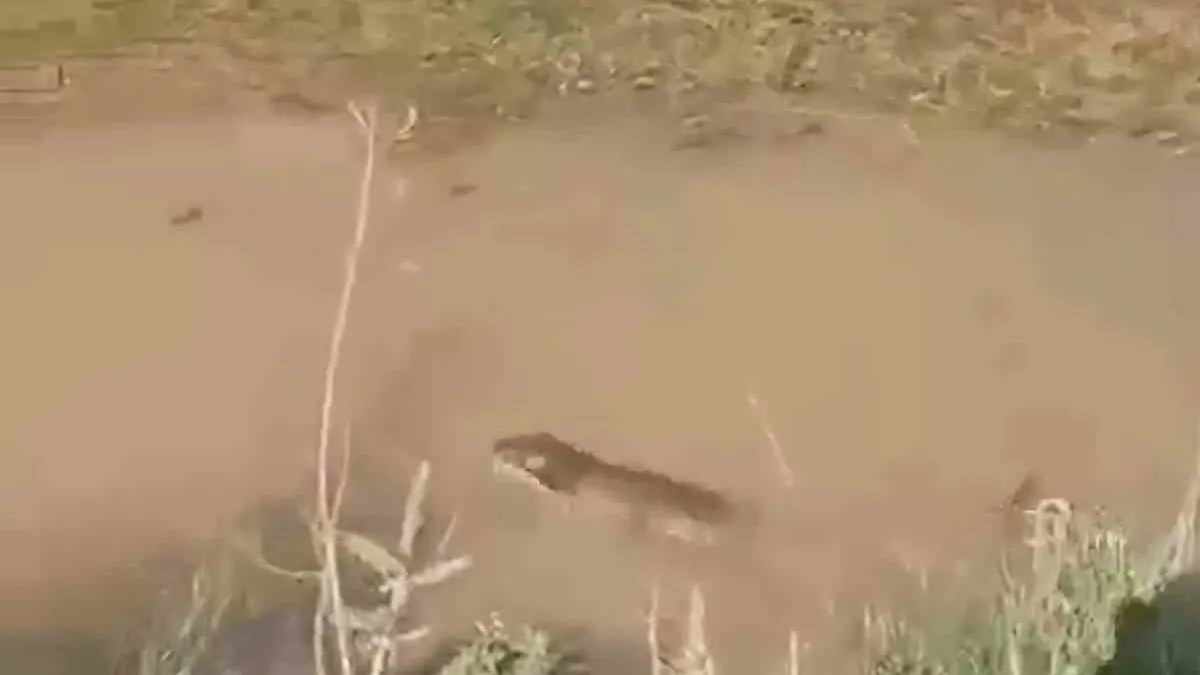 Siirt'te su samuru görüldü