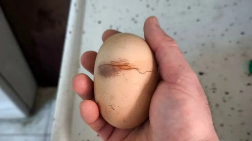 Yumurtadan çıkan şoke etti: Kırdığımda inanamadım!