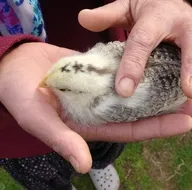 Civcivi gören şaştı kaldı! Kafasında...