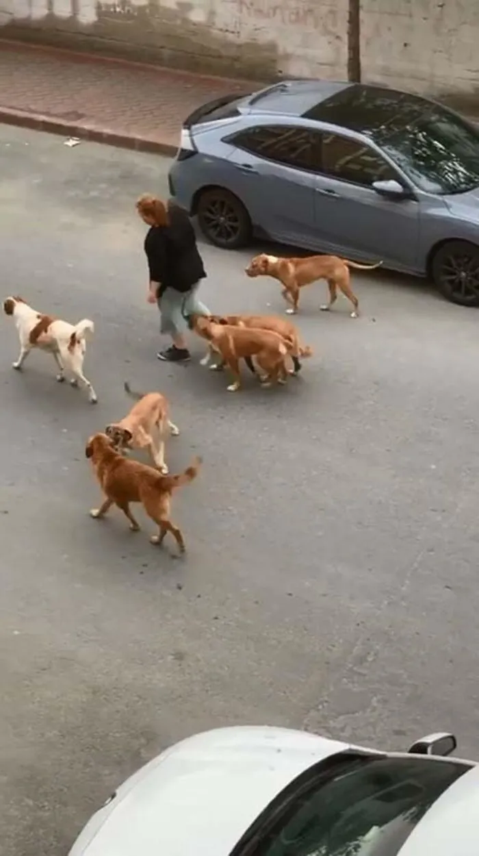 Sokak ortasında kadına saldırmışlardı! İstanbul Sultangazi'de sokak köpekleri tehlike saçmaya devam ediyor - 3