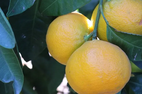 izmirin-topraklarindan-62-ulkeye-sari-altinin-hasat-zamani-geldi-1666767329492.jpg İzmir’in topraklarından 62 ülkeye! Sarı altının hasat zamanı geldi - 1