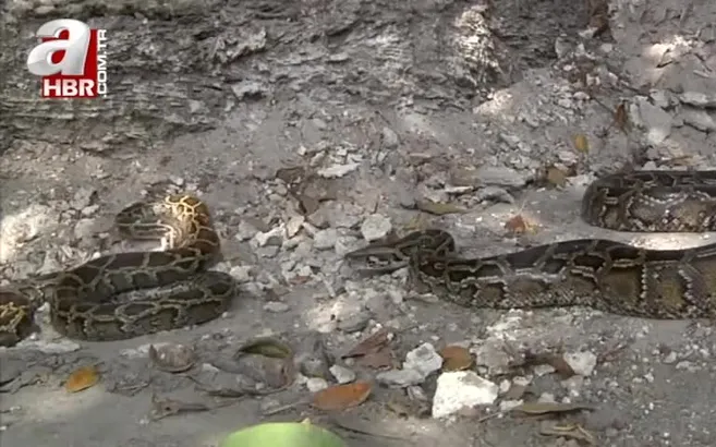 Fare avlayan yılan pitona yem oldu!