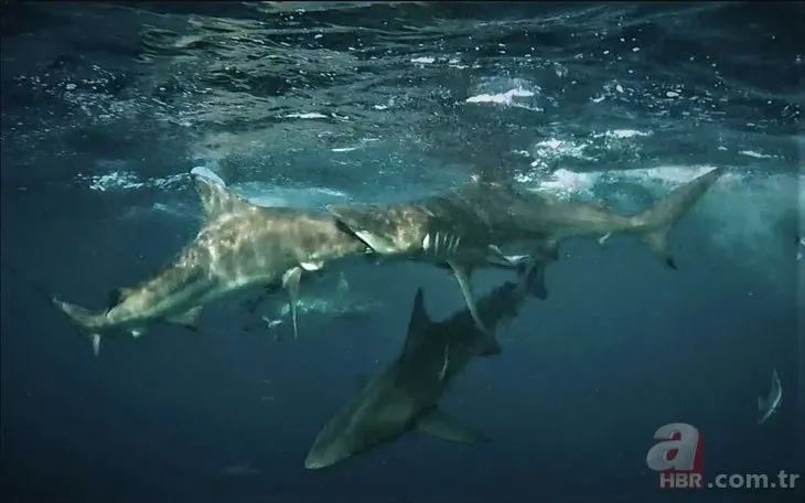 Ölümle burun buruna! Denizde korkunç anlar drone kamerasında! Dev köpek balığı...