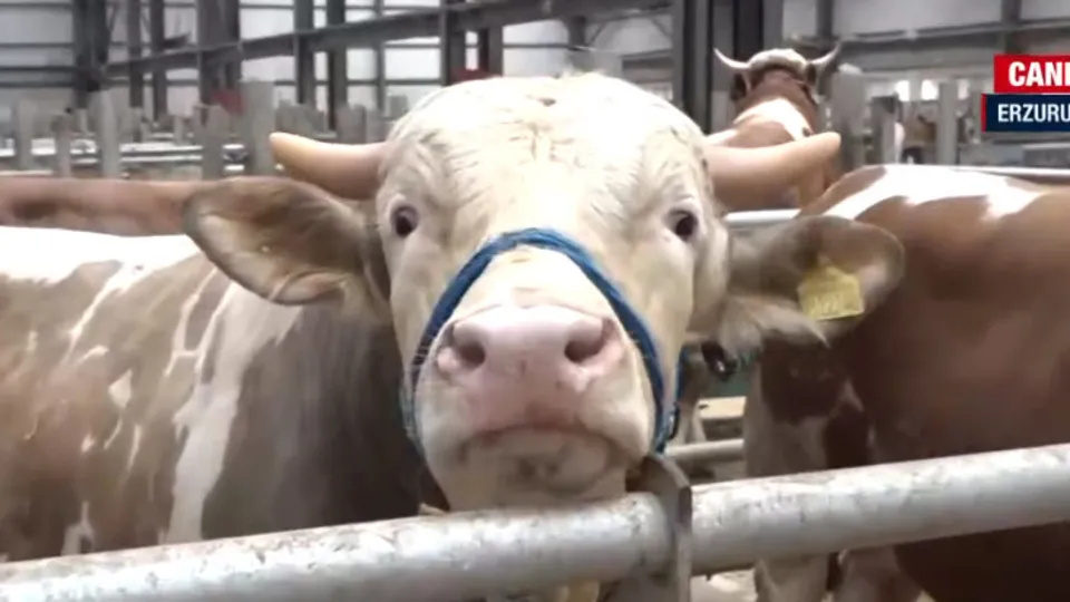 Kurbanlık fiyatları ne kadar?