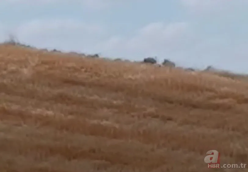 Arazide dolaşan vatandaş şoke oldu: Daha önce bu kadar kalabalık görüntülenmemişti 2