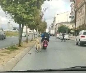 istanbulda-soke-eden-goruntuler-kopegi-motosikletine-baglayarak-kilometrelerce-surukledi-1662531456329.jpg İstanbul’da şoke eden görüntüler! Köpeği motosikletine bağlayarak kilometrelerce sürükledi - 2