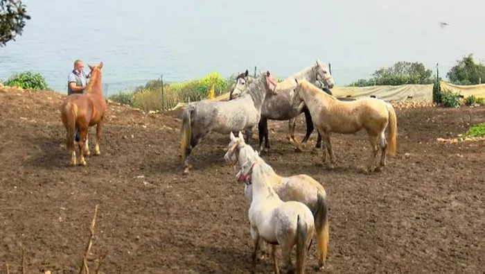 CHP'li İBB'deki kayıp at skandalında yeni gelişme! O müdürün memurluktan ihracı istendi - 4