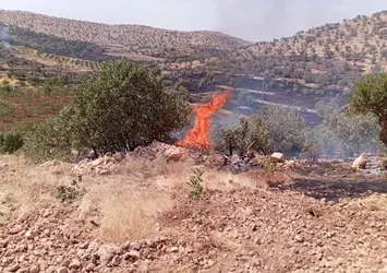 Mardin’de anız ve orman yangınları kontrol altına alındı
