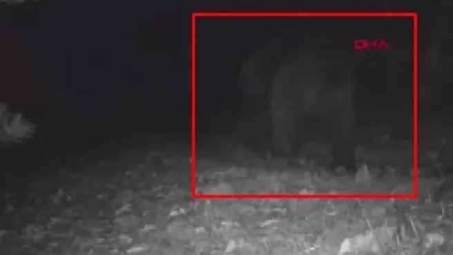 Kış uykusundan uyanan ayılar görüntülenmeye başladı!