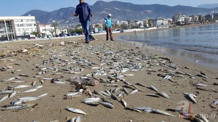 Alanya’da sahile ölü gümüş balıkları vurdu