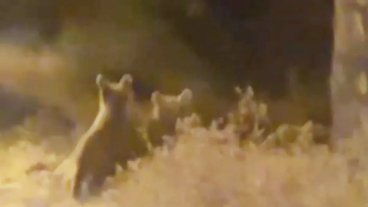 İlçe merkezine inip yiyecek arayan bozayı ile 2 yavrusu kamerada