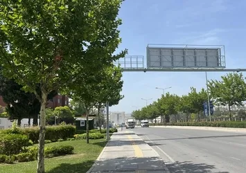 Ağaçlar taşınarak koruma altına alınacak