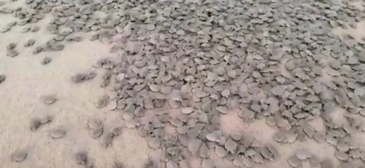 Son dakika: Amazon Nehri’nde kaplumbağa seli! Sosyal medyayı salladı