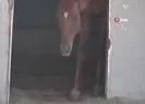 Attan beklenmedik hareket