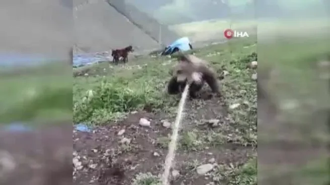 Kuyuya düşen yavru ayıyı halatla çıkardılar