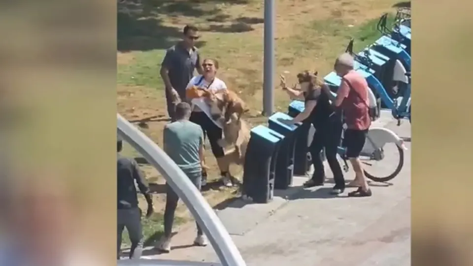 Kadıköy'de tasmasız gezdirilen köpek dehşet saçtı! Korku dolu anlar kamerada