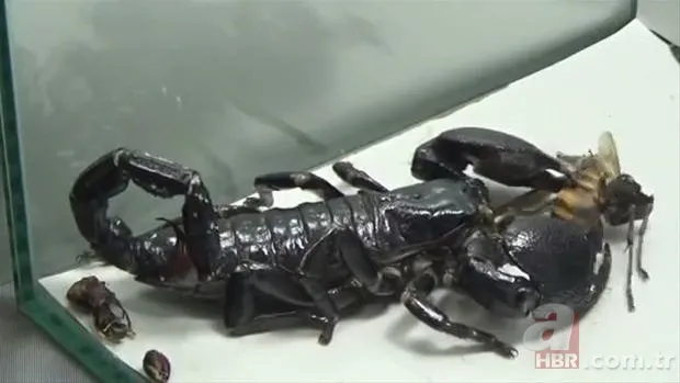 Vahşi doğada kartalın kurt avı izleyenleri şoke etti 22