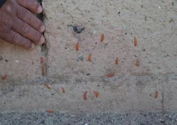 Siirtli Köylüler mücadelede çaresiz kaldı