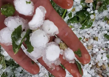 Adana'da şiddetli dolu yağışı, çifçiyi vurdu