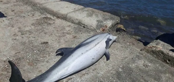 Didim'de sahilde ölü yunus bulundu