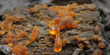 Ender Saraç önerdi! 1 hafta içinde 5 kilo garanti! Her gün tüketirseniz...