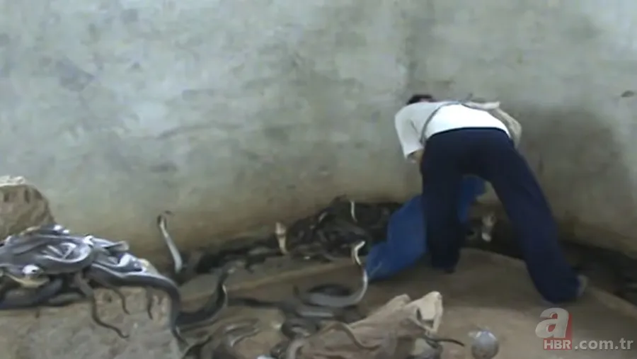 Yılan gösterisi için kobra seçen adam rahatlığıyla hayretler içinde bıraktı! 16