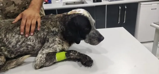 İstanbul’da vicdanları sarsan olay! Köpeğin kafasını sopayla kırdı