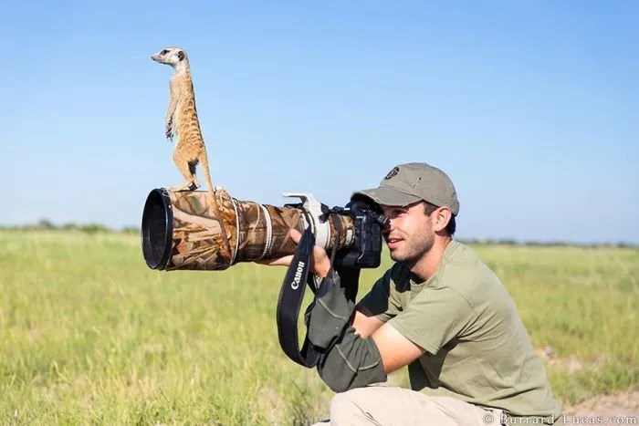 Fotoğrafçı hayvanlar