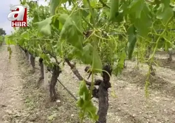 Dolu yağışı üzüm bağlarını vurdu