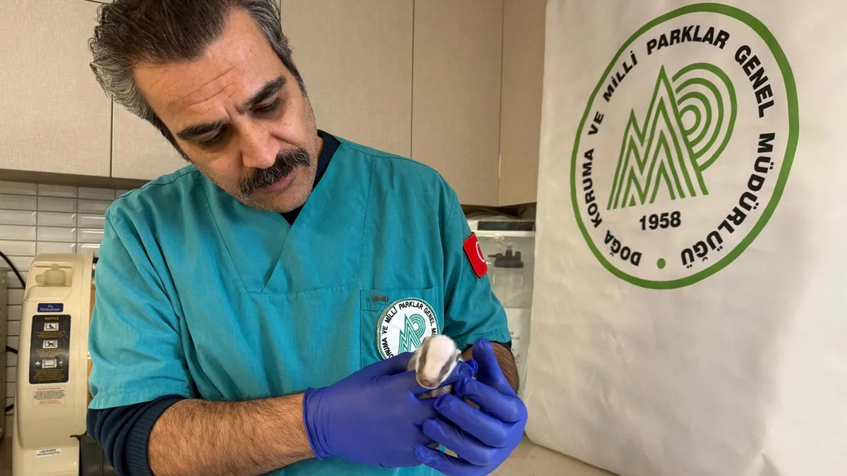 Balıkesir'de bitkin halde bulunan porsuk yavrusu koruma altına alındı