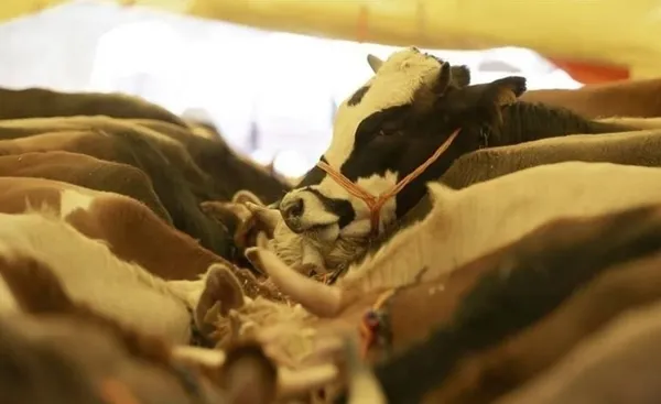 kurban-bayrami-ne-zaman-hangi-gune-denk-geliyor-2023-bayram-tatili-9-gun-mu-olacak-1683564240289.jpg Kurban Bayramı ne zaman, hangi güne denk geliyor 2023? Bayram tatili 9 gün mü olacak? - 1