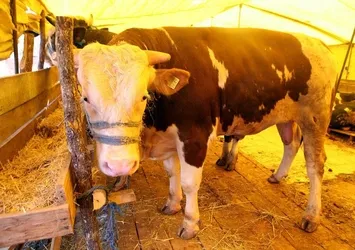 Satılamayan kurbanlar ne olacak?