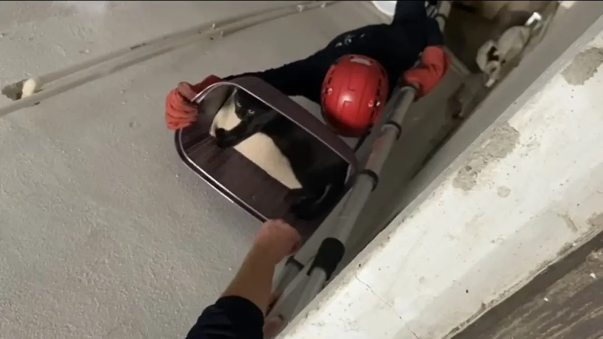 Balıkesir'de apartman boşluğuna düşen kedi yaralı olarak kurtarıldı