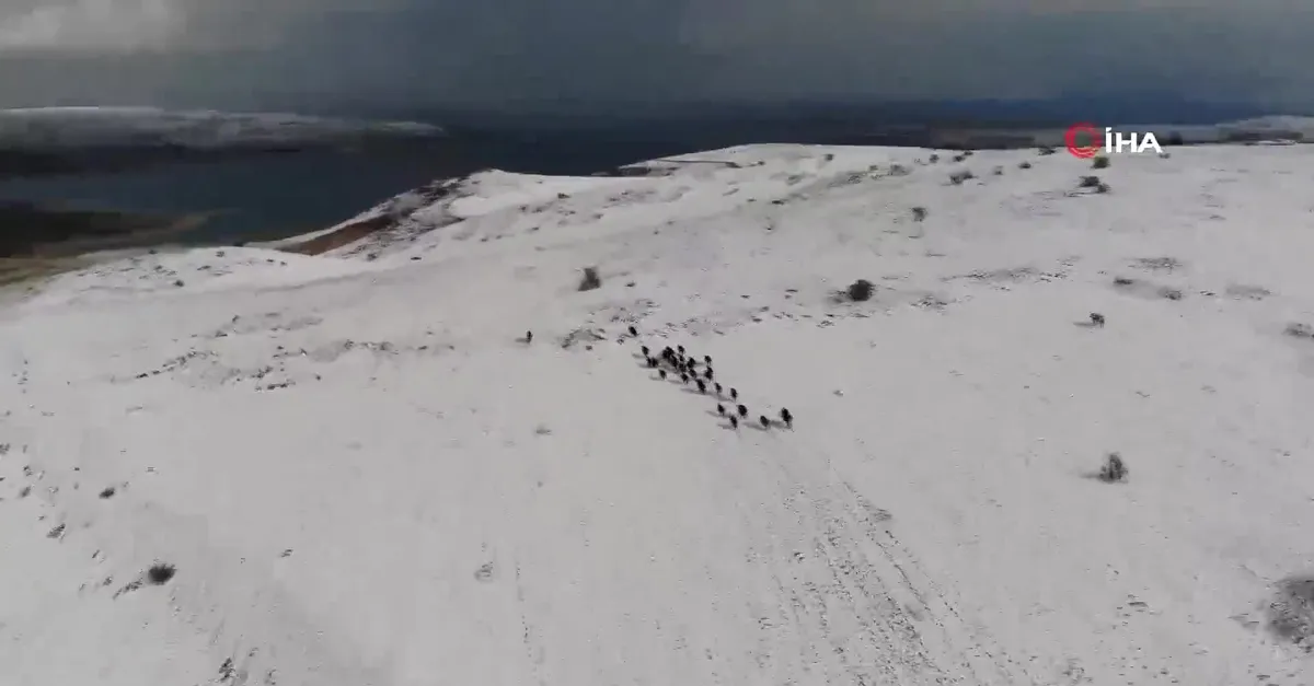 Elazığ'da domuz sürüsü drone ile görüntülendi