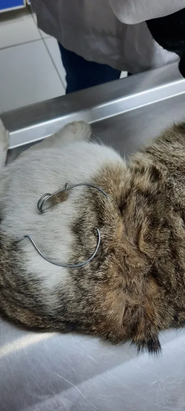1587282511604.jpg Böyle vicdansızlık görülmedi! Beline çelik tel bağlanan kedi ölümü terk edildi - 2