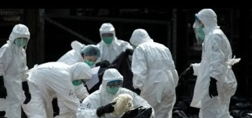 Son dakika: Japonya’da kuş gribi alarmı! 410 bin tavuk itlaf edilecek