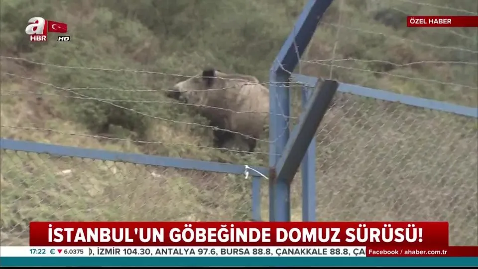istanbul un gobeginde domuz surusu