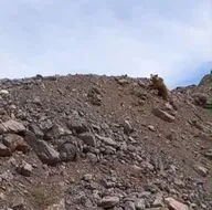 O ilimizde ortaya çıktılar! Ailece böyle görüntülendiler