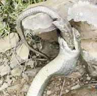 Yemeye çalıştığı yılan sonu oldu