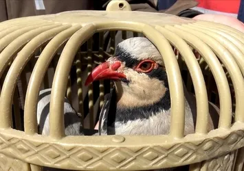 Van'da kaçak keklik avlayan kişiye ceza