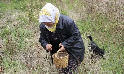 Çiftçi kadın ektiklerini toplarken dehşete düştü! Yılana ve cadıya benzeyen...