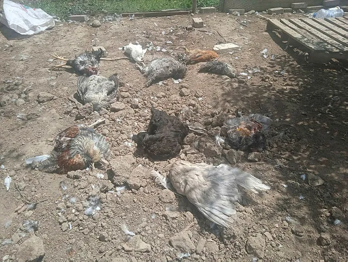 Başıboş sokak köpeği tartışması | AK Parti Grup Başkanı Abdullah Güler: Saldırganlaşan köpeklerle ilgili önlem alınacak - 2