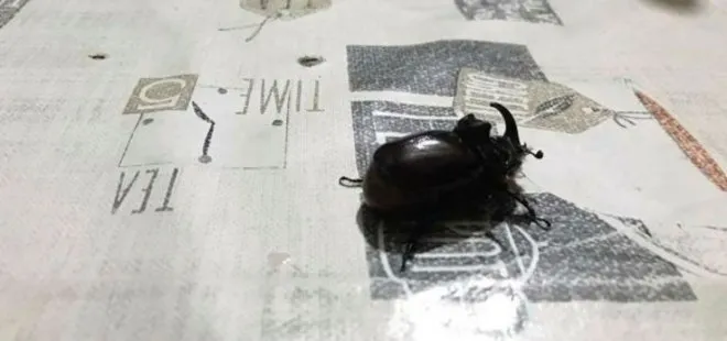 Bilecik’te görülen gergedan böceği şaşkınlık yarattı